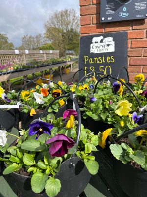 Pansies  300X400 at Essington Farm