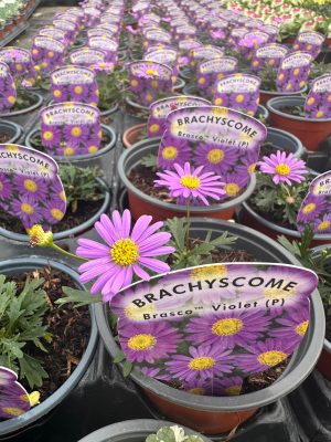 Brachyscome Purple 300X400 at Essington Farm