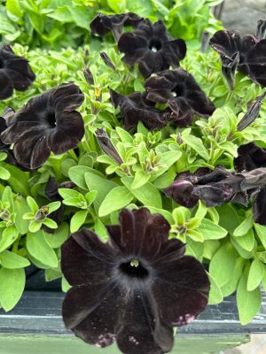 Seasonal Stunners Black  300X400 at Essington Farm