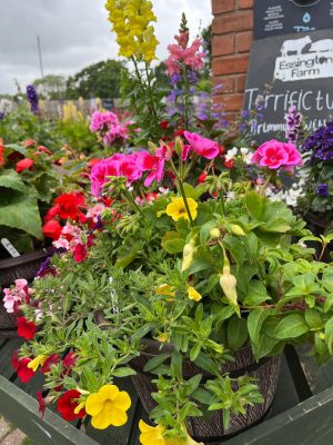 Terrific Tubs Plants 300X400 at Essington Farm