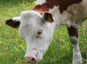 Close Up at Essington Farm