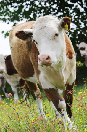 Cow In Long Grass at Essington Farm