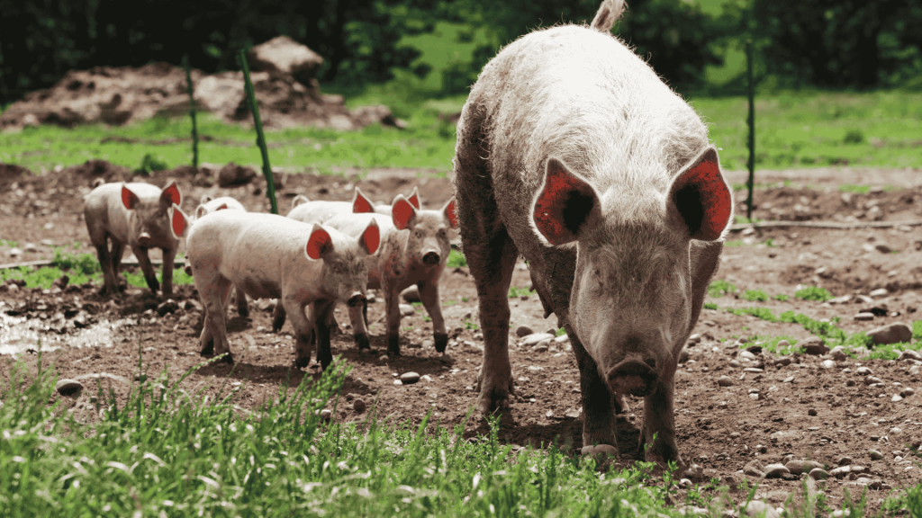 Mum And Piglets 1024X576 at Essington Farm